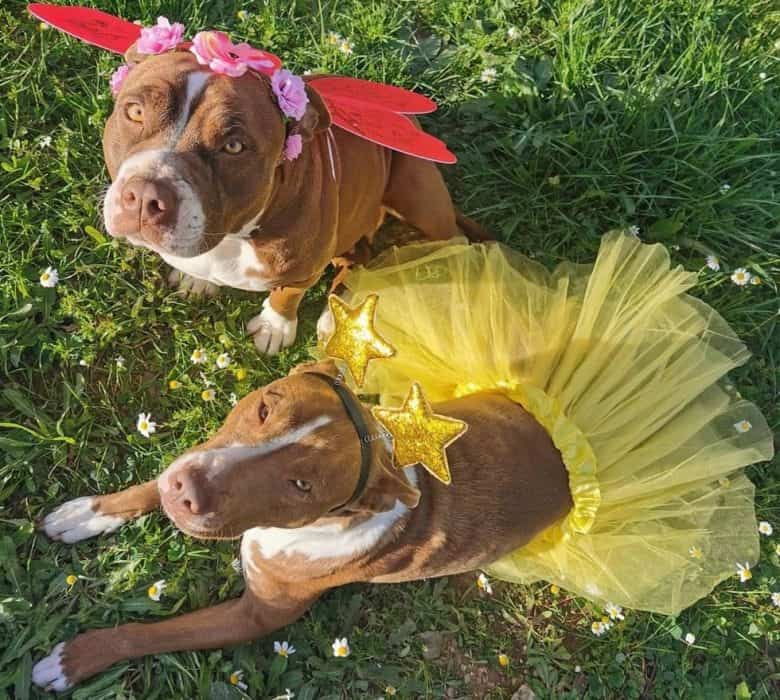 Pitbulls wearing fairy costume