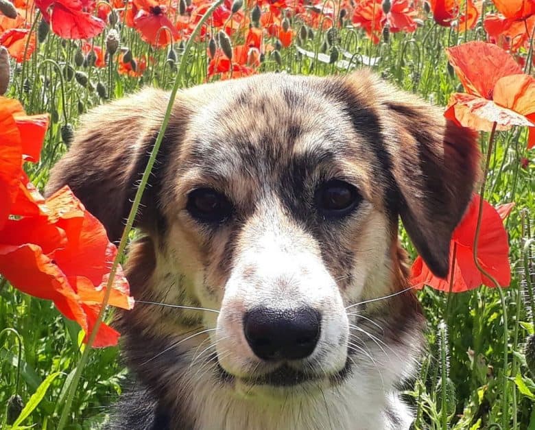 Portrait of dog in the middle of the flower garden