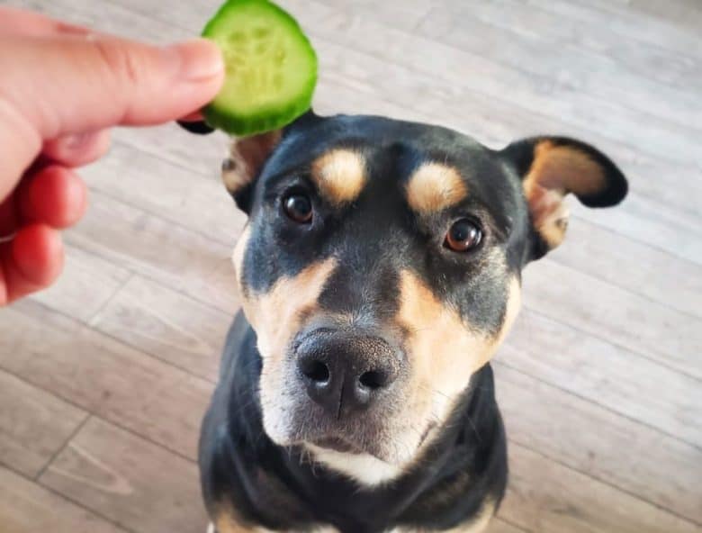 Rescue dog excited for the cucumber snacks