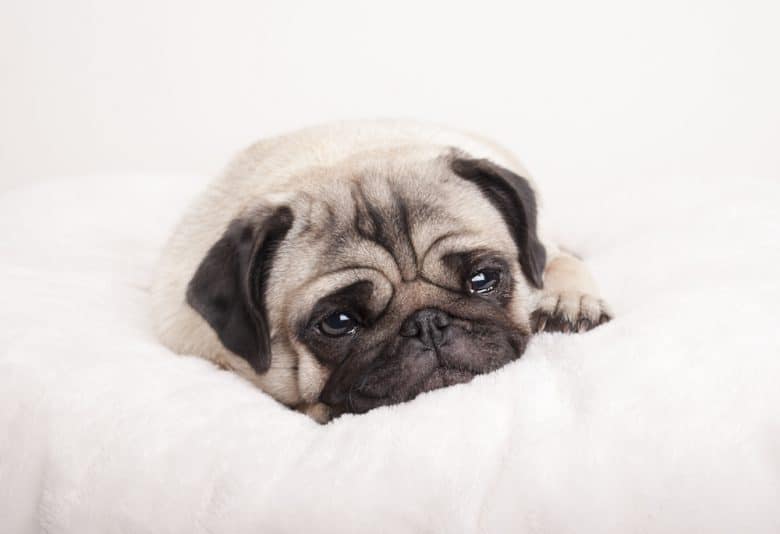 Sad little pug puppy lying down crying