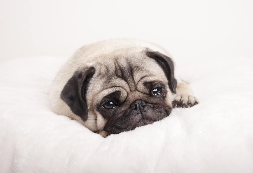 Kidney Failure in Dogs: Can a dog recover from this? - K9 Web