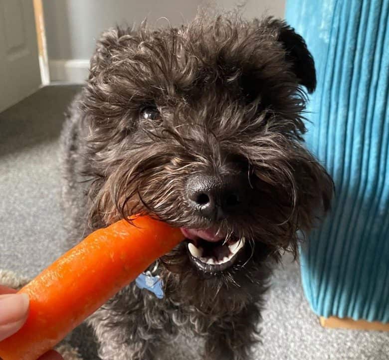 Schnoodle dog eating a yummy carrot