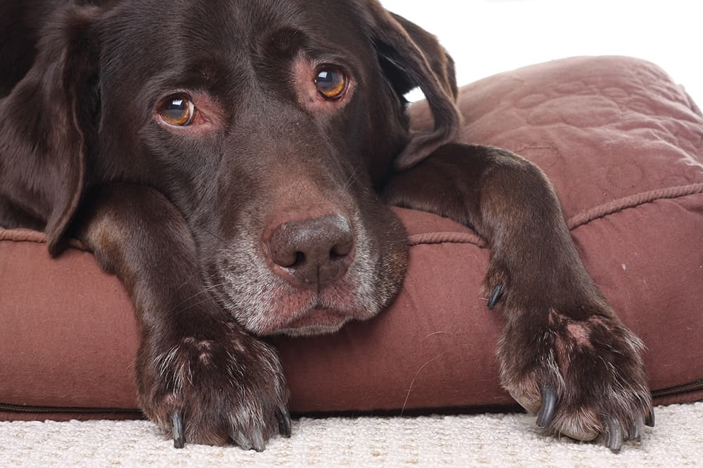 A sad brown Labrador Retriever dog lying on its stomach on a cushion