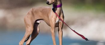 Stunning Italian Greyhound portrait