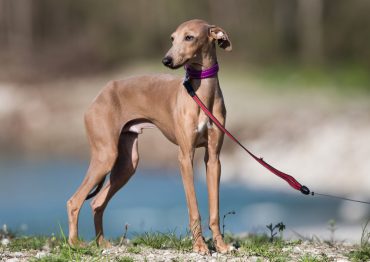 Stunning Italian Greyhound portrait