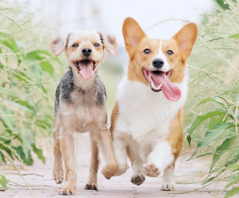 Two lovely dogs playing outdoor
