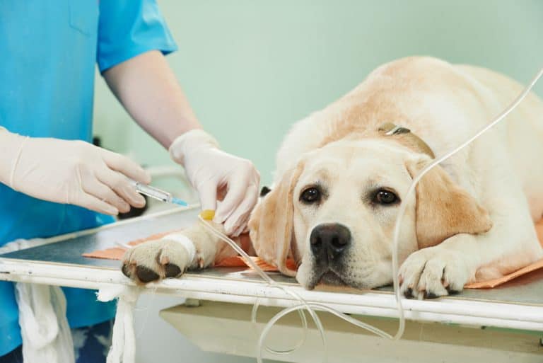 Kidney Failure in Dogs Can a dog recover from this? K9 