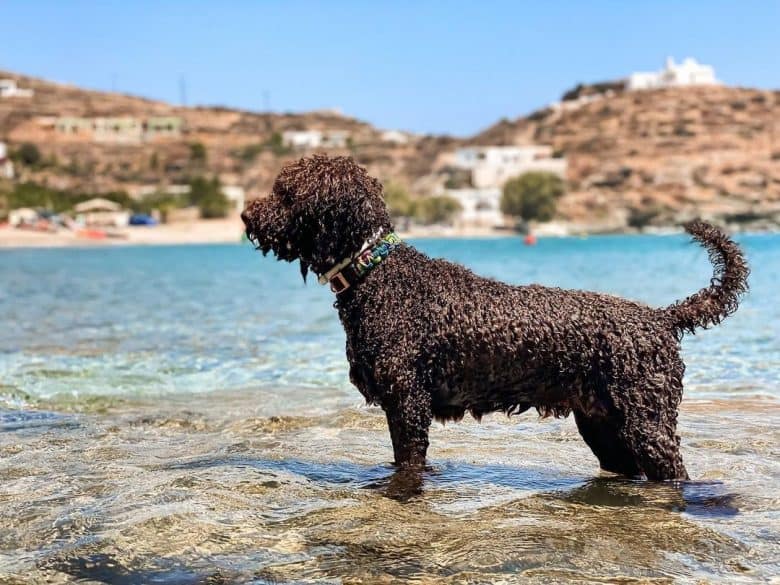 Wet Poodle dog loves to swim