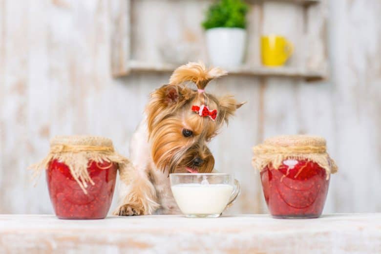 Yorkshire Terrier dog licking sour cream
