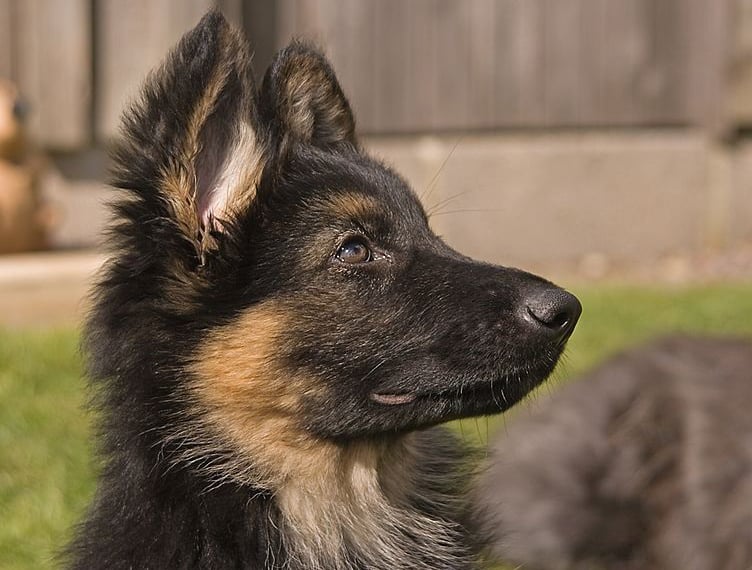 An 11-week-old German Shepherd puppy