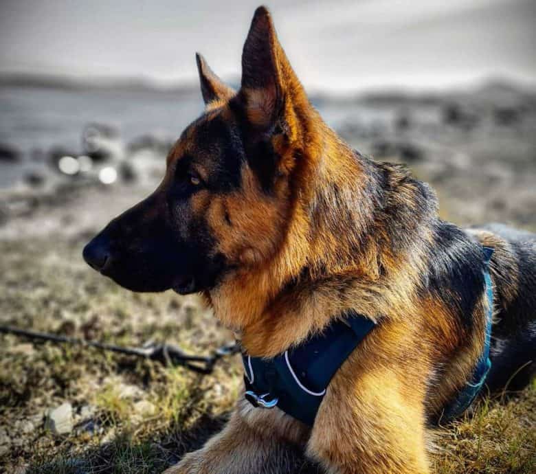 A14-month-old German Shepherd