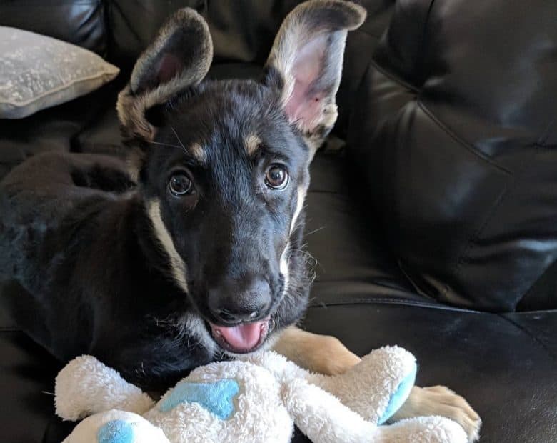 A 3-month-old German Shepherd