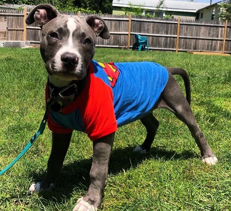 3 months old Pitbull dog