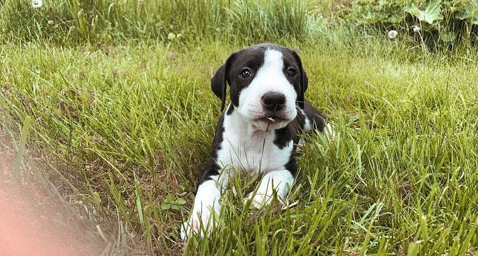 pitbull 4 months