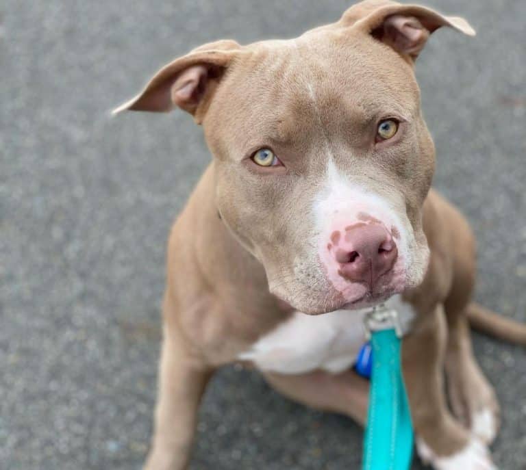 Pitbull Growth and Weight Chart (Male & Female) The Complete Guide K9 Web