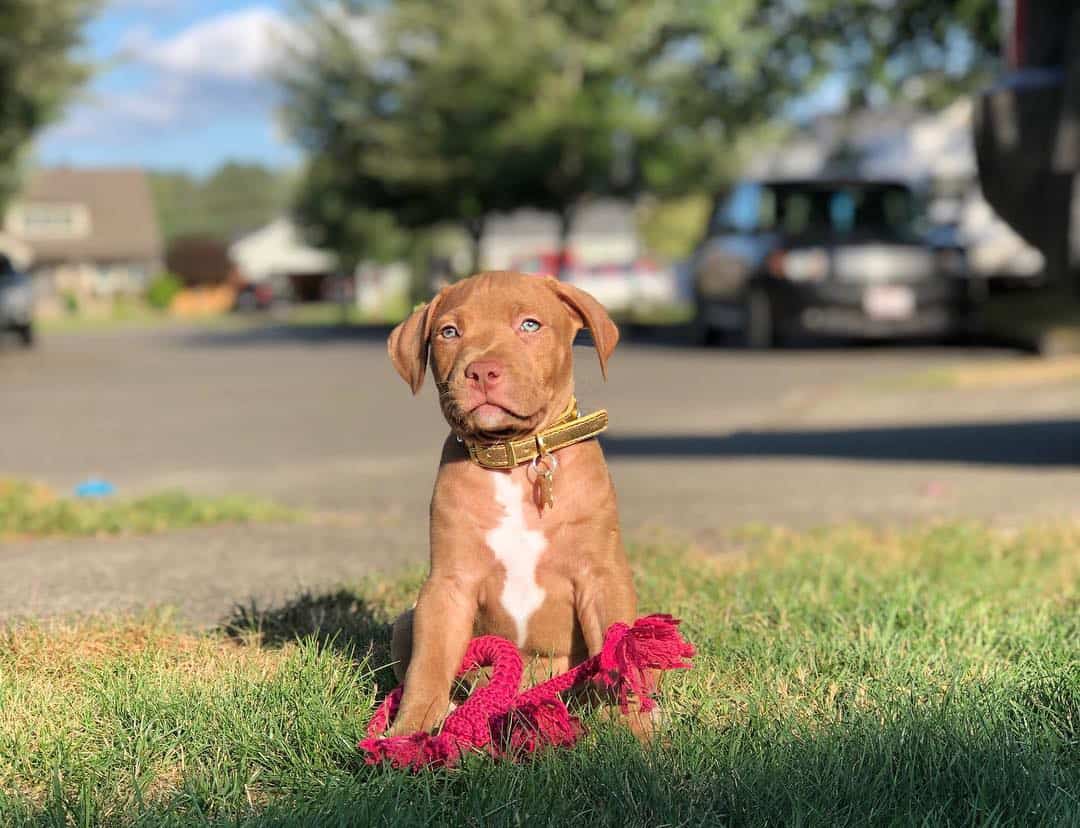 Pitbull Growth and Weight Chart (Male & Female) The Complete Guide