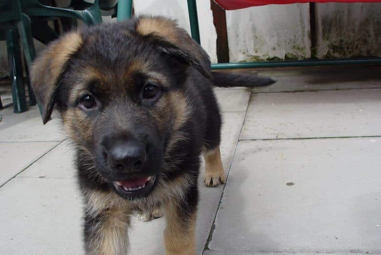 An 8-week-old GSD