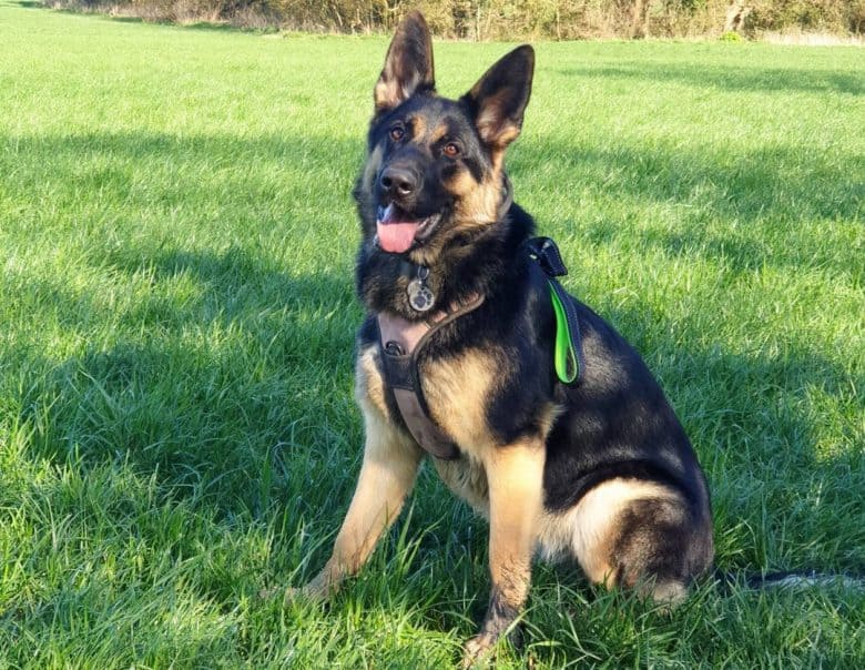 A 9-month-old German Shepherd