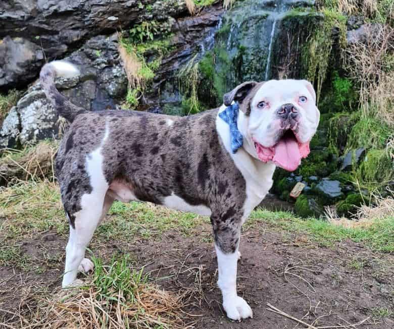 Alapaha Blue Blood Bulldog standing near the stream