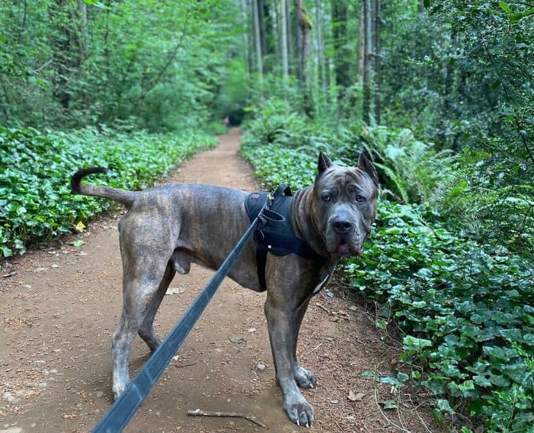 Ambullneo Mastiff walking in the woods