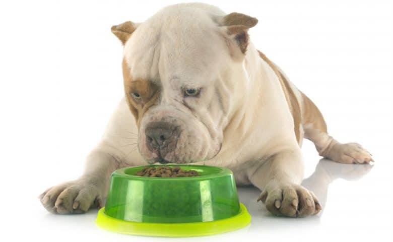 American Bully lying while eating