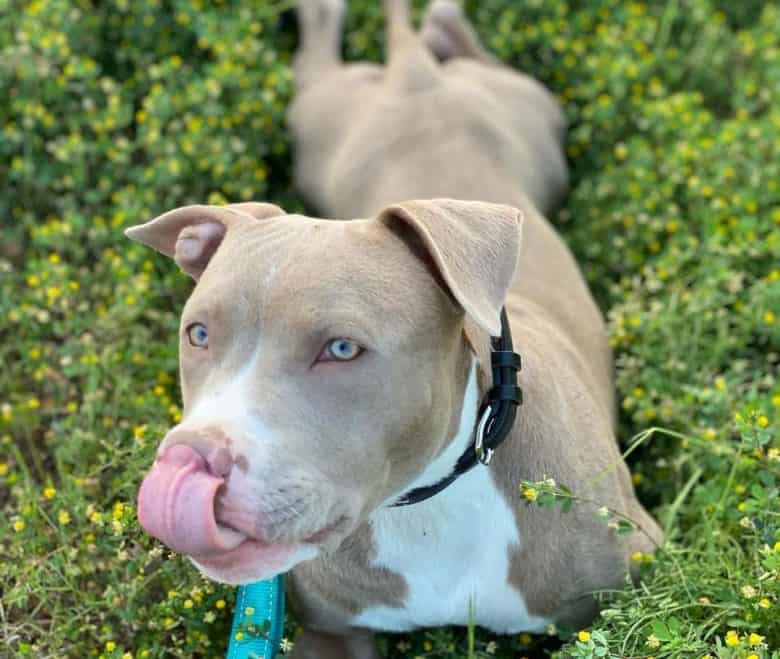 Pitbull Puppy Growth Chart