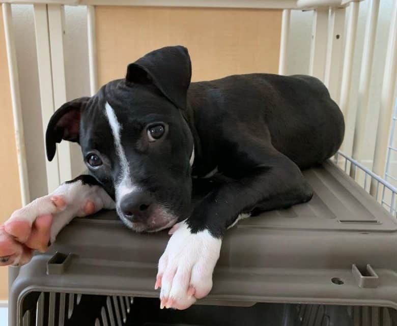 American Pitbull Terrier lying above the crate
