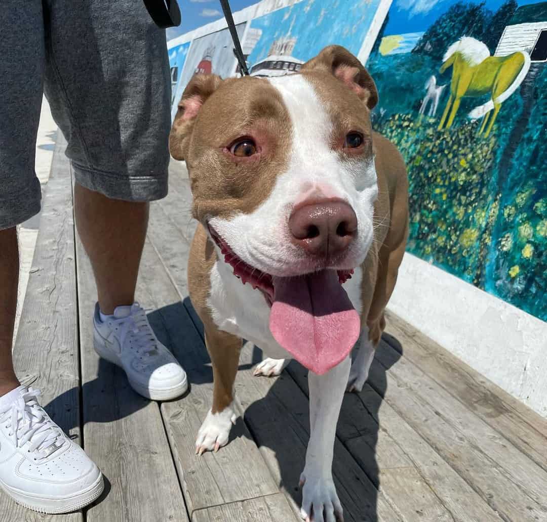 Pitbull Growth and Weight Chart (Male & Female) The Complete Guide