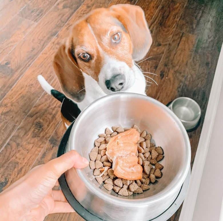 Beagle dog about to eat his dog food with salmon
