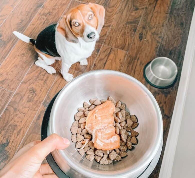 Beagle having a kibble with salmon meal