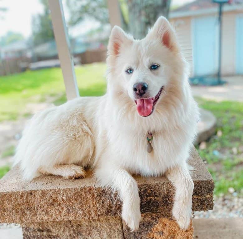 Beautiful white husky dog