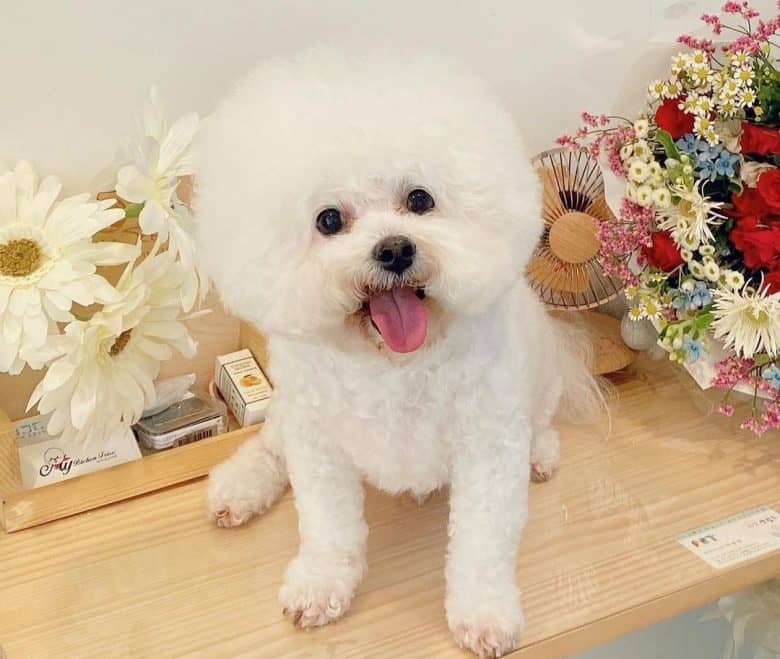 Bichon Frise newly groomed