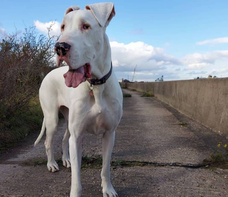 A big mouth white Great Dane