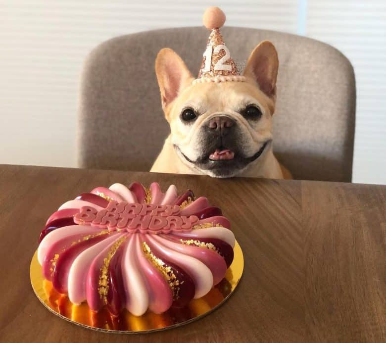 A Frenchie dog celebrating birthday