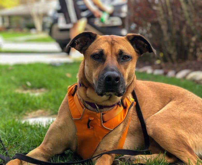 Black Mouth Cur laying down in the backyard
