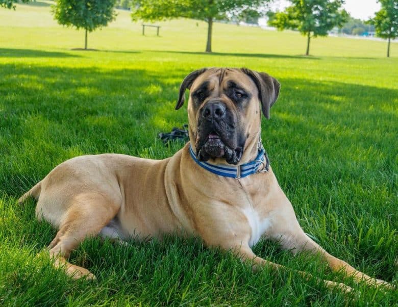 Boerboel dog lying on the field