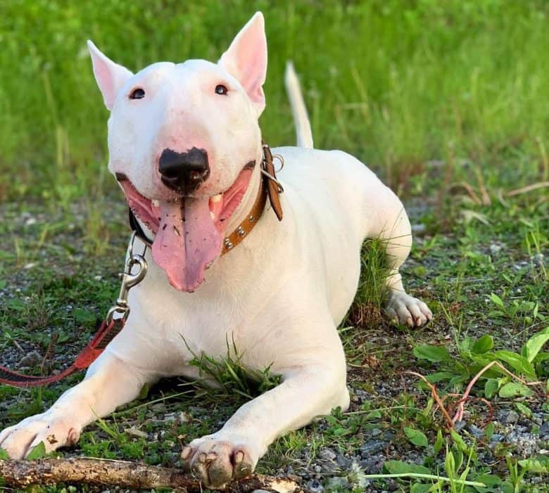 A Bull Terrier playing with a stick