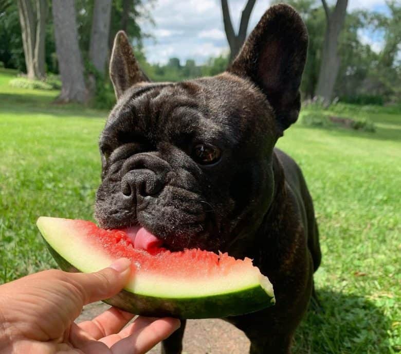 Bulldog eating watermelon