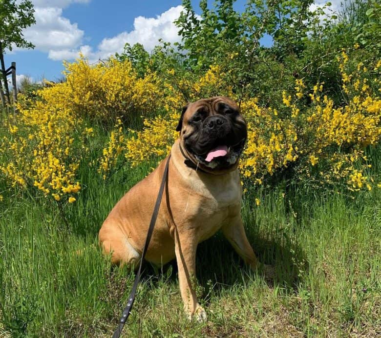 Bullmastiff sitting on the bushes