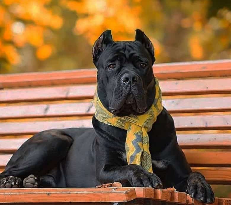 Cane Corso dog lying on the bench