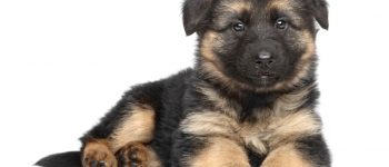 Charming German shepherd puppy on white background
