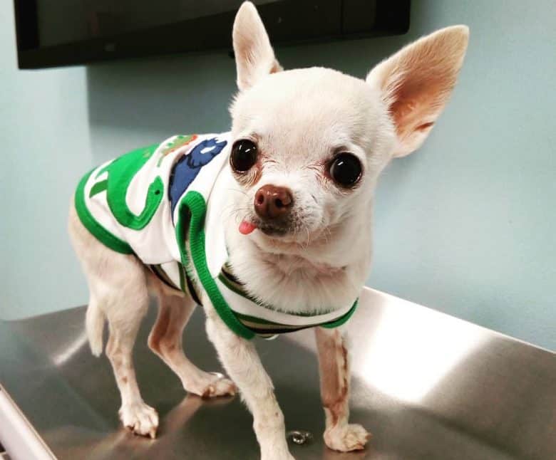 Chihuahua being weighted on vet clinic