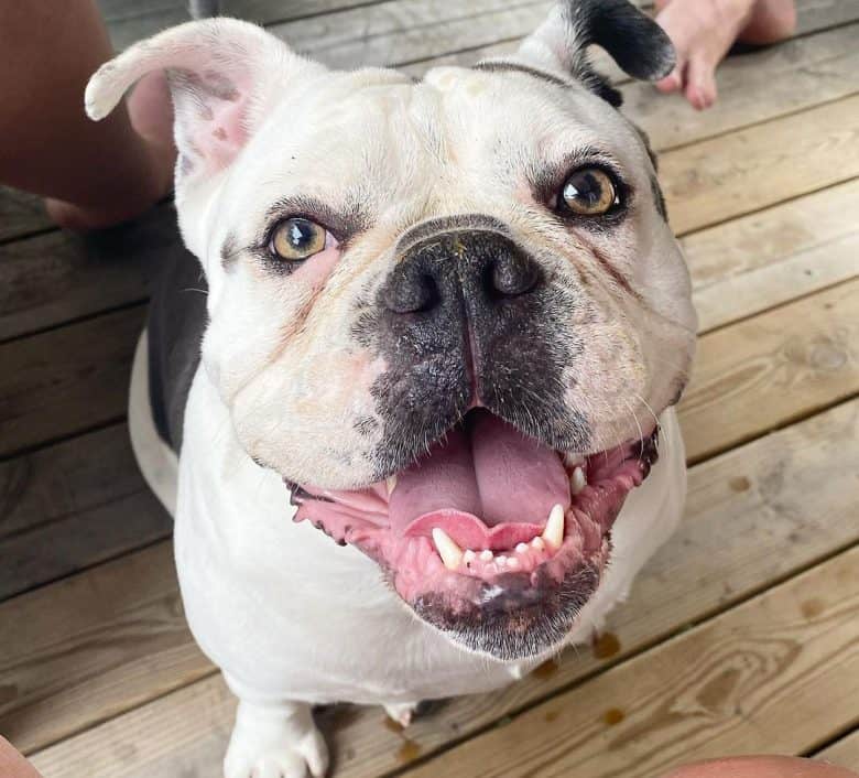 Close-up portrait of Olde English Bulldogge
