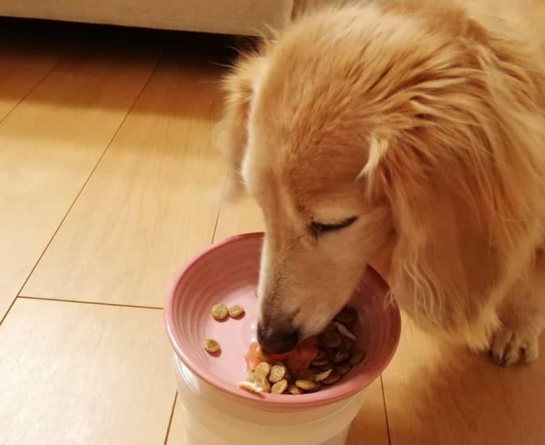 Dachshund eating kidney care dog food