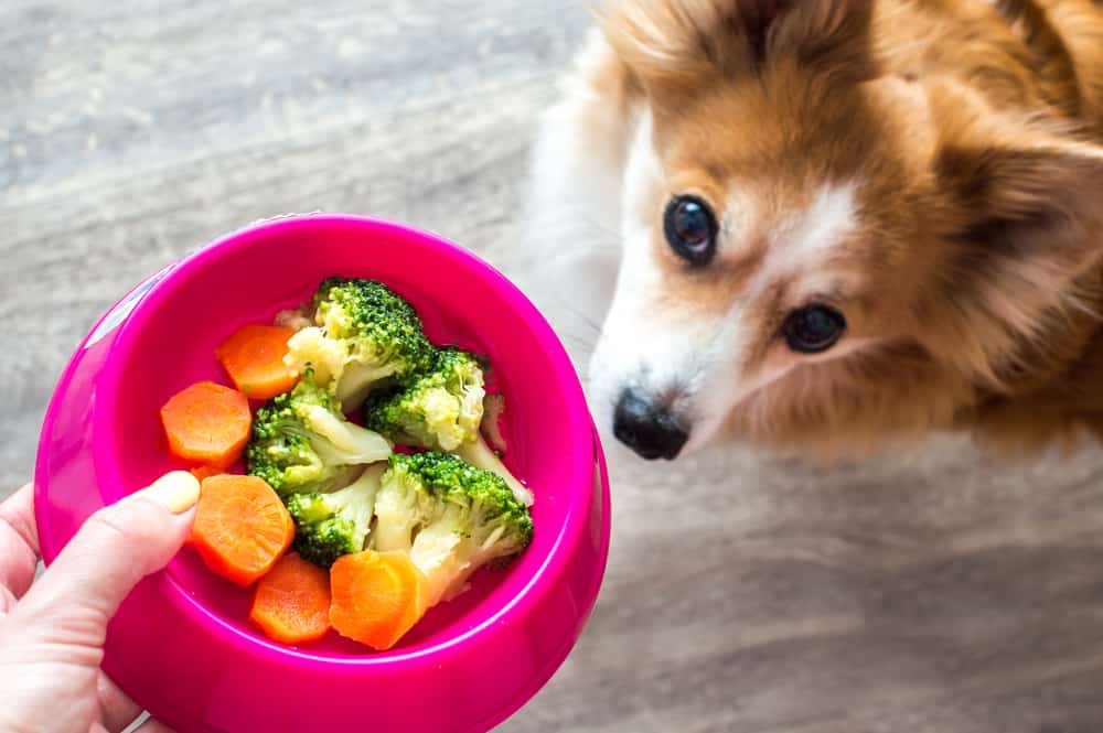 11 Best Dog Food for Kidney Disease 2023 (Premium & Budget) K9 