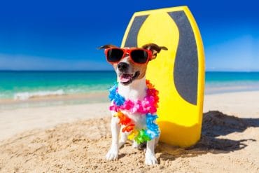 Dog at the beach with a surfboard