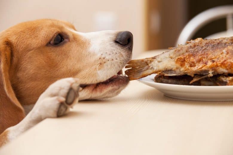 Dog tries to scrounge a fish from the table
