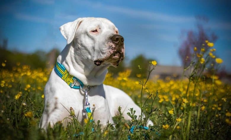 Dogo Argentino dog chillin' under the sun