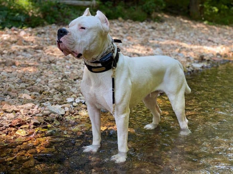 Dogo Argentino dog just loves water