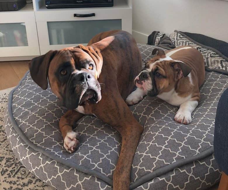 English Bulldog and Boxer bonding together